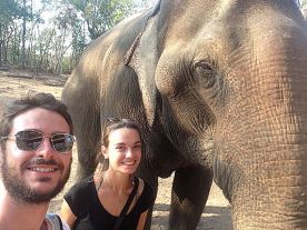 Elephant - Laos
