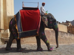 Elephant - India