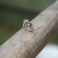 Papillon - Chutes d'Iguazu