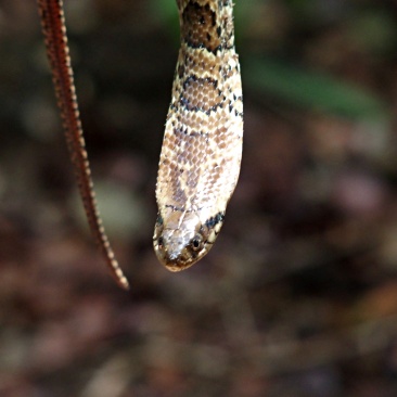 Anaconda - Parc Pantanal
